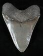 Georgia Megalodon Tooth - Great Color & Serrations #13273-2